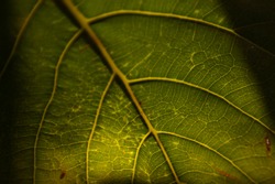 Macro photo of a grean leaf with sun light and shadow game