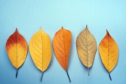 Autumn leaves isolated on the blue background. Autumn concept.
