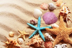Seashells on a summer beach and sand as background. Sea shells.