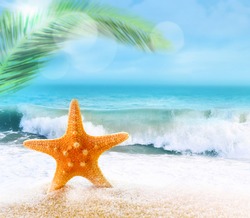 Starfish on a sandy beach near the sea. Summer beach.