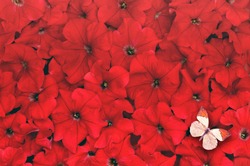 Creative background made of red flower and butterfly. Flat lay.  Flat lay. Flower concept. Petunia flower.