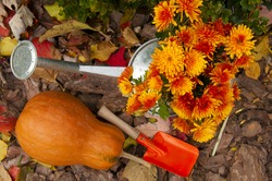 orange pumpkin, watering can with chrysanthemums and children paddle in the garden in the fall
