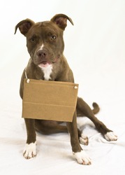 Sitting pit bull dog wears a cardboard sign (ready for a message)