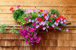 vibrant multicolored petunias hanging outside of wooden house