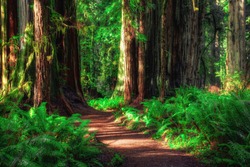 Path Through the Forest, Redwoods National & State Parks, California