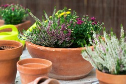 Terracotta flower pots with autumn fall composition with chrysanthemums and heather in the backyard 