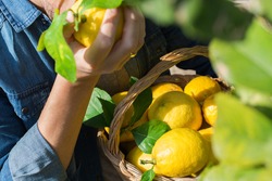 Smiling young man farmer harvesting, picking lemons in the orchard