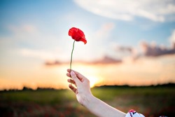 Female hands hold a red poppy flower against the background of a red field of poppies, beautiful fluffy blue sky. Copy space, close up macro flower