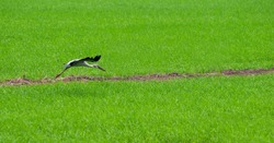 Large bird flying down to verdant rice paddies during the growing season in Asian countries.