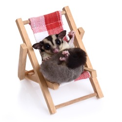 Little sugarglider sitting on the beach chair on white background.