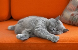 Grey shorthair cat sleeping on sofa.