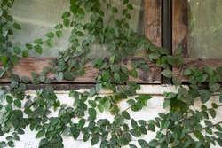 creeper plant covered wall and windows, climbing ornamental hous plant, outdoor vines plants and climbers, plant covered building