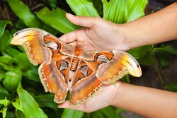 One of the largest butterfly in the world attacus atlas sits on a traveler hand people on a white background
