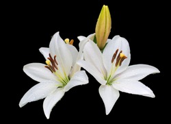 White asiatic lily.
  Lilies are considered the most beautiful garden flowers, so they are often used in the landscape design of many summer cottages.