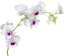 White orchid on white  blackbackground 