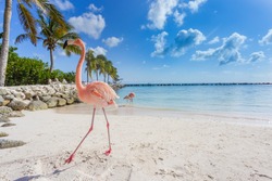 Flamingos on the beach. Aruba island