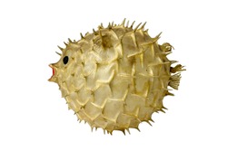 Puffer isolate on a white background