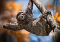 A happy sloth hanging from a tree in Costa Rica 