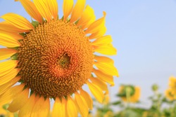 Sunflower field in sunny day.Sunflower blooming season. Close-up of sunflower.