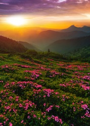amazing blooming pink summer flowers, vertical picturesque morning scenery with meadow of blossom rhododendrons on background stunning sunrise, Europe, border Ukraine - Romania, Marmarosy, Carpathians
