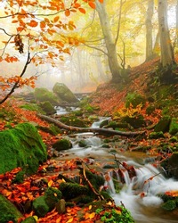 amazing autumn landscape in the mountains, vertical autumn scenery, Ukraine, Europe, Carpathian mountains