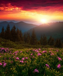 vertical scenic blooming nature summer landscape, scenic mountains morning  view on meadow in mountains summer flowers, scenic summer nature blooming,   Carpathians,  Europe nature mountains