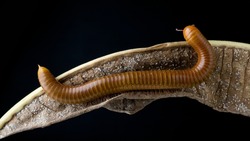 Millipede Asia on decomposing mango leaf showing its numerus legs and segmented body Millipedes are from the animal group arthropods