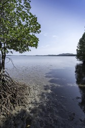 Mangrove forest showing animal habitat and ecology within the tangled roots. Mangrove and shoreline conservation Asia.