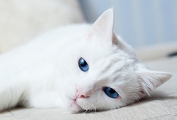White cat with blue eyes trying to sleep