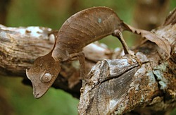 The satanic leaf-tailed gecko Madagascar
