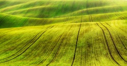 spring field. rows of sprouted agricultural crops. picturesque hilly field. agricultural field in spring