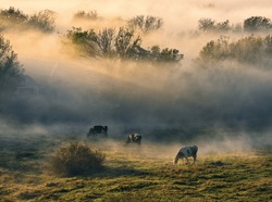 cow grazes in a meadow. Autumn foggy morning