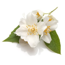 Jasmine flowers isolated over white background cutout