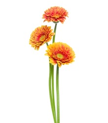 three Vertical orange gerbera flowers with long stem isolated over white background