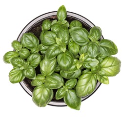 Sweet green basil leaves in pot isolated on white background. Healthy eating concept. Top view.