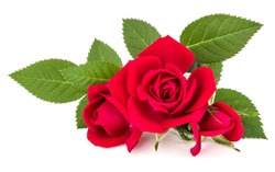 red rose flower bouquet isolated on white background cutout.