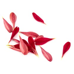 Red chrysanthemum flower petals isolated on white background.
