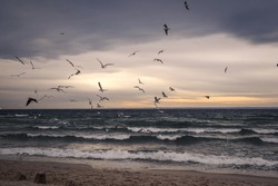 Winter cloudy seaside landscape. Birds against the background of the Baltic Sea. Photo taken in Gdynia, Poland.