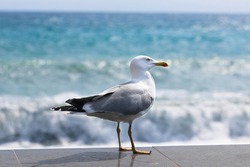 Seagull in summer on the beach