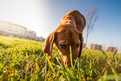 Bloodhound dog puppy close up portrait. Cute puppy dog looking on camera while sniffing the ground. Sun flare effect. 