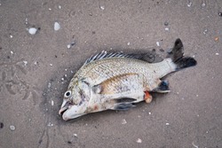 dead fish on the floor or by the beach, sea, lake, river by natural cause or pollution or human act.