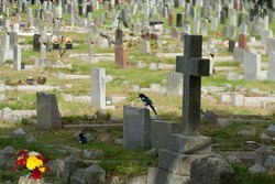Graveyard Cemetary in Saltash, England.