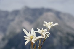 three edelweiss in the bavarian mountains