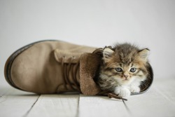 Adorable tabby kitten in a boot on the wooden floor