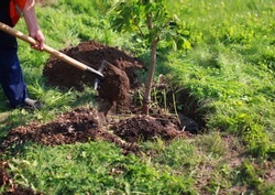 Man plants a tree, hands with shovel digs the ground, nature, environment and ecology concept