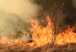 wildfire, forest fire, burning forest, field fire,