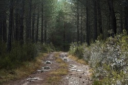Road with puddles of rain water penetrating lush pine forest. Dew and water drops of rain in the bushes