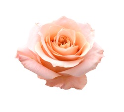A pink rose flower isolated