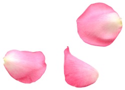 A pink rose petal isolated white
