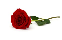 A red rose bloom by gift